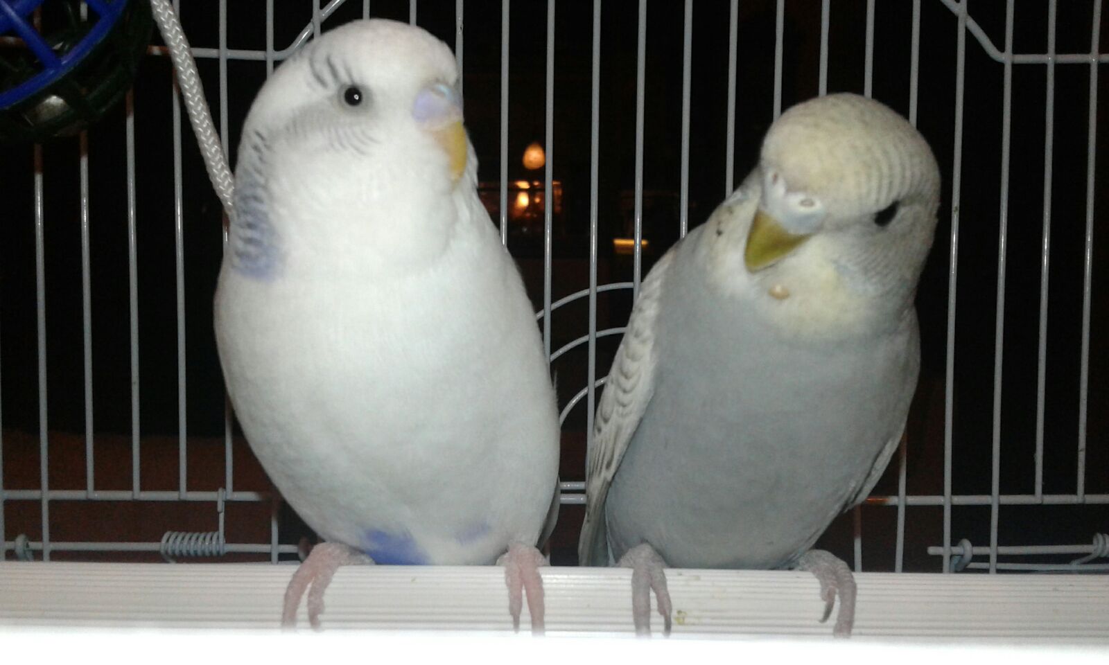 Piccoli accertamenti.